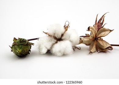 Cotton Plant Close Up In Studio On White Background