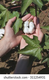 Cotton Plant Close Up. Day Light