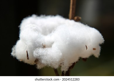 Cotton plant close-up . High quality photo. Selective focus