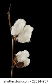 Cotton Plant Closeup On Black Background