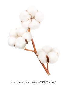 Cotton plant flower branch isolated on white background