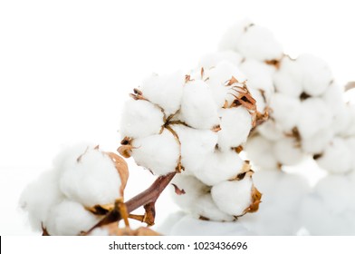 Cotton Plant Flower Isolated On White Background