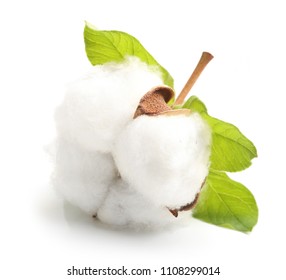 Cotton plant flower isolated on white background