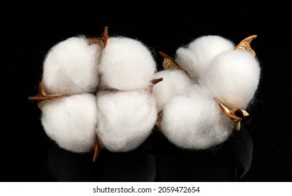 Cotton plant flower isolated on black background 