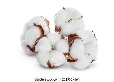 Cotton Plant Flower Isolated On White Background With Clipping Path And Full Depth Of Field