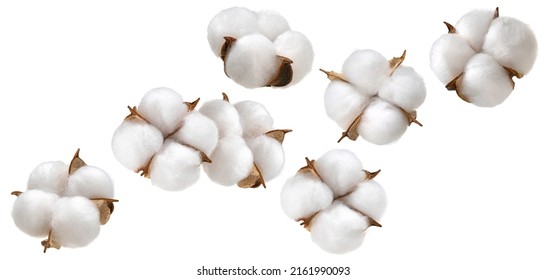 Cotton Plant Flower Isolated On White Background