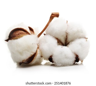 Cotton Plant Flower Isolated On White Background