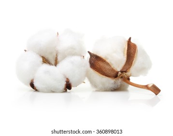 Cotton Plant Flower Isolated On White Background