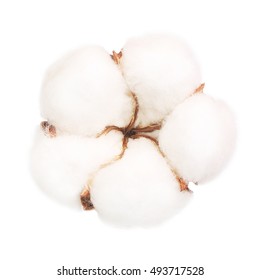 Cotton Plant Flower Isolated On White Background