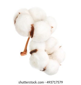 Cotton Plant Flower Isolated On White Background