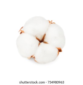 Cotton Plant Flower Isolated On White Background