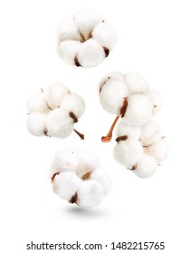 Cotton Plant Flowers Isolated On White Background