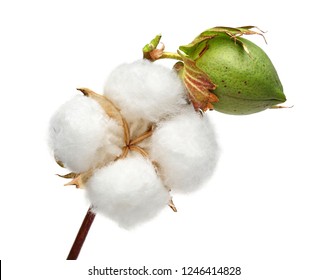 Cotton Plant And Green Cotton Boll Isolated On White Background