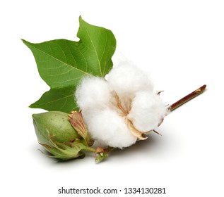 Cotton Plant And Green Cotton Boll With Leaf Isolated On White Background