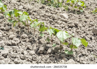 Cotton Plant Growing