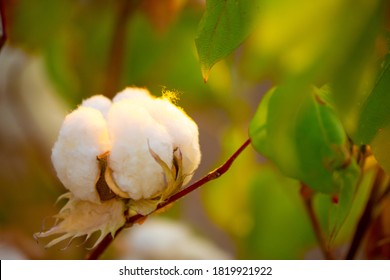 The cotton plant is grown in the field for industrial purposes. Close-up cotton flower in the light of the setting sun. Background with copy space and place for text.