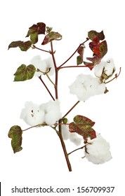 Cotton Plant Isolated On White