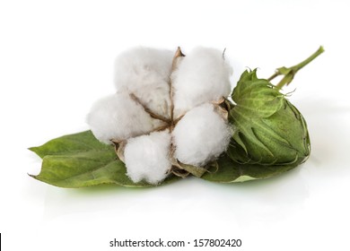 Cotton Plant Isolated On White Background