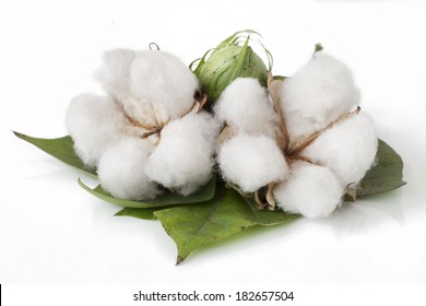 Cotton Plant Isolated On White Background