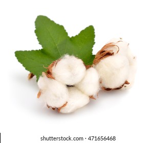 Cotton Plant Isolated On White Background.