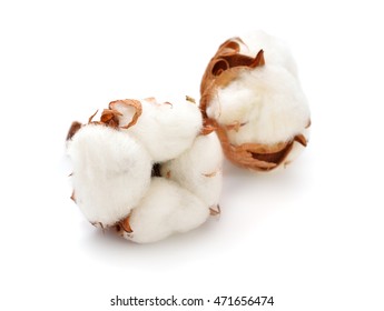 Cotton Plant Isolated On White Background.