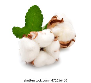 Cotton Plant Isolated On White Background.