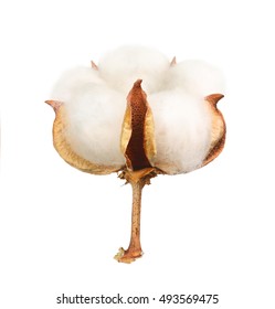 Cotton Plant Isolated On White Background