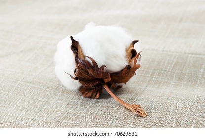 Cotton Plant On The Texture