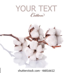 Cotton Plant Over White