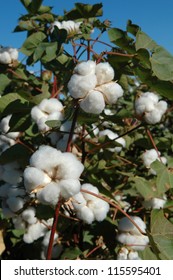 Cotton Plant Ready For Harvest