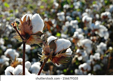 Cotton Plant Ready To Harvest