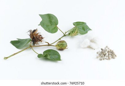 Cotton Plant And Seed