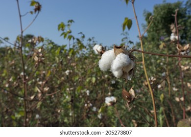 Cotton Plantation In Africa 