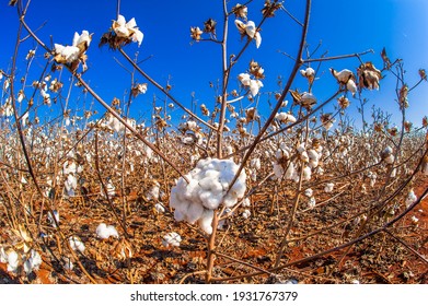 Cotton Plantation, Agriculture And Development