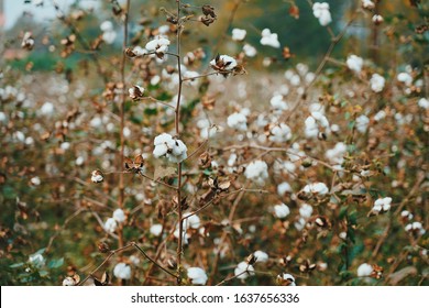 Cotton Plantation In Nagpur, India