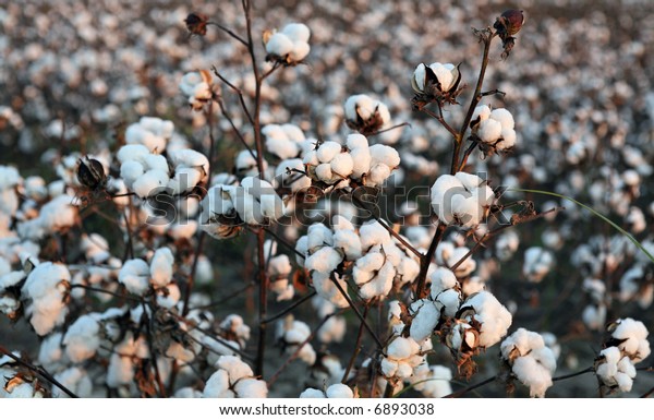 Cotton Plants Stock Photo (Edit Now) 6893038