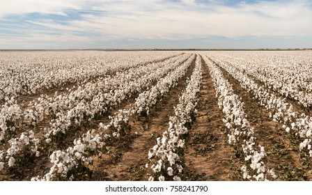 Cotton plants appear in neat rows on a Texas plantation