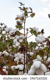 Cotton Plants In A Field In South Africa