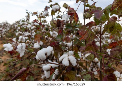 Cotton Plants In A Field In South Africa