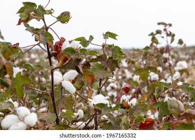 Cotton Plants In A Field In South Africa