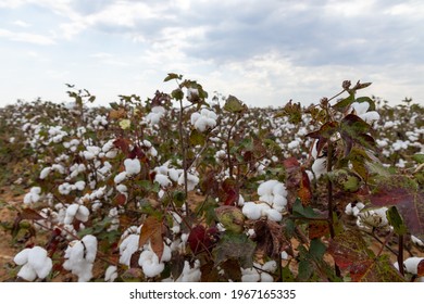 Cotton Plants In A Field In South Africa