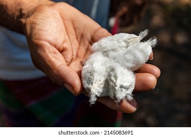 Cotton Raw, Cotton Plant Close-up, Natural Cotton.In Rolls. Brown Cotton Fibers.Natural Fibers.