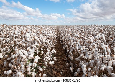 Cotton Ready for Harvest