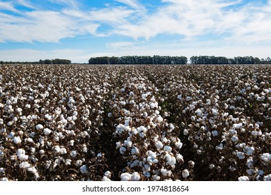 Cotton ready for harvest, near Griffith, in New South Wales, Australia