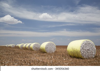 Cotton rolls in field