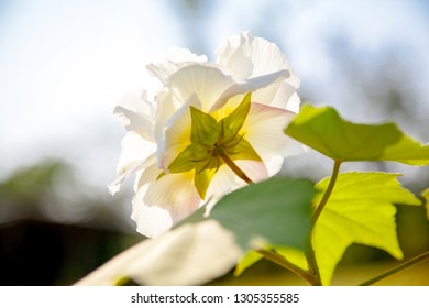 Cotton Rosemallow High Res Stock Images Shutterstock