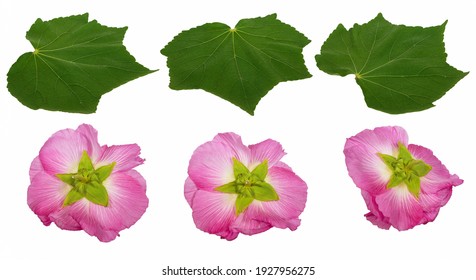 Hibiscus Mutabilis Images Stock Photos Vectors Shutterstock