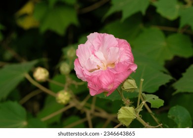 英名
Cotton rosemallow in full blooming
