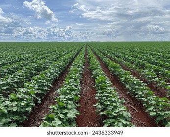 Cotton rows - plantation in brazil