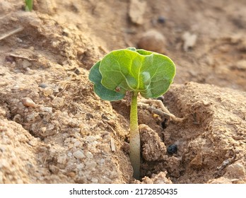 Cotton Seed Growing Up In Farm.